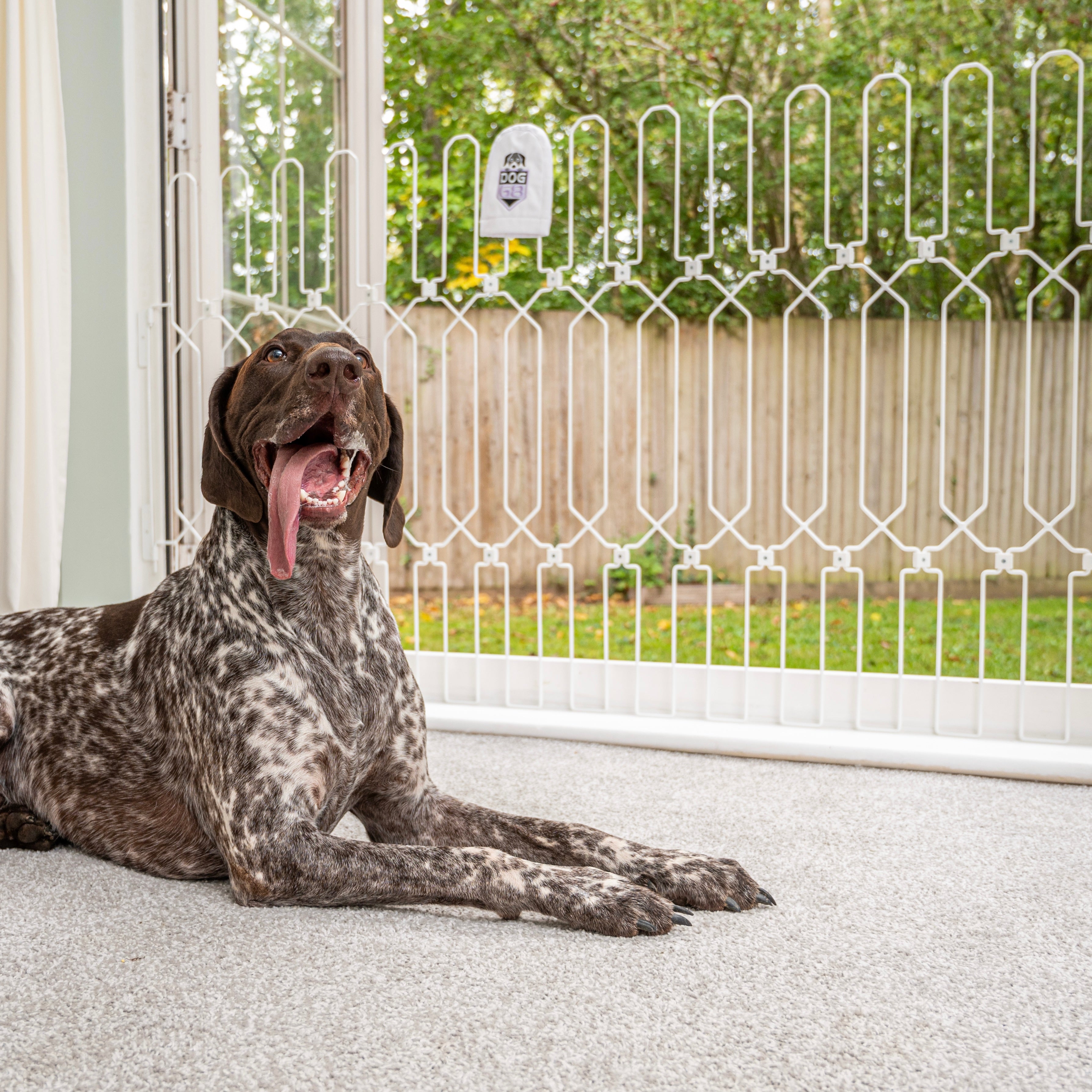 Dog jumping over on sale gate